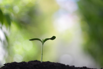 Young green tree planting growing