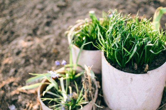 Young Plant In A Pot