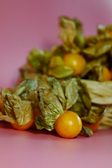 Cape gooseberry on pink background and space for write wording, sweet juicy taste fruit, high vitamin, mineral fruit sold in market and department for making many kinds of dessert or fresh served