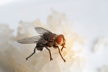 Flies on rice dishes
