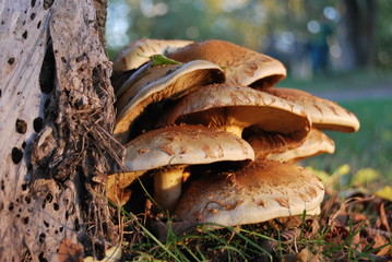Pilze an einem Baumstamm im Herbst
