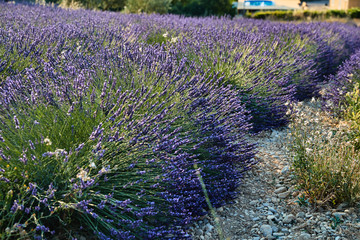 Fototapeta premium Field of lavender in France, Valensole, Cote Dazur-Alps-Provence, a lot of flowers, panorama, perspective, mountains on background