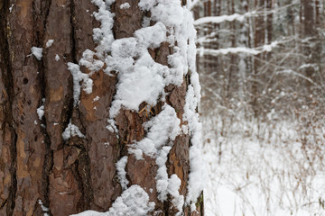 Obraz premium Natural texture of white snow-covered bark
