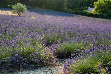 Obraz premium Field of lavender in France, Valensole, Cote Dazur-Alps-Provence, a lot of flowers, panorama, perspective, mountains on background