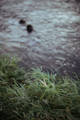 A small river overgrown with grass. Autumn landscape with water