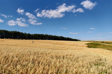 bride and groom in the field. Beautiful summer landscape