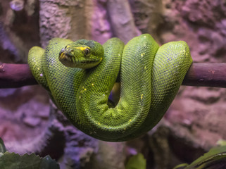 Antalya, Turkey - largest Turkish city on the Mediterranean coast, Antalya displays many attractions. Here in particular the Antalya aquarium