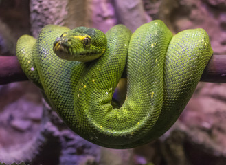 Antalya, Turkey - largest Turkish city on the Mediterranean coast, Antalya displays many attractions. Here in particular the Antalya aquarium