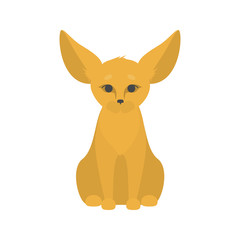 Cute little fennec fox with big ears