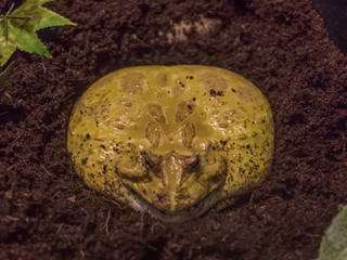 Antalya, Turkey - largest Turkish city on the Mediterranean coast, Antalya displays many attractions. Here in particular the Antalya aquarium