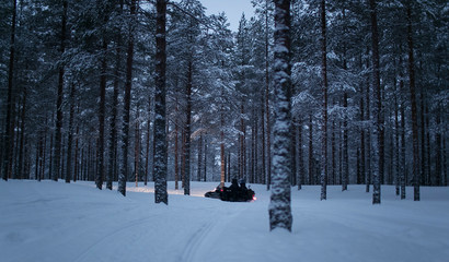 snowy forest in winter