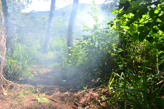 Smoke morning forest © irvan