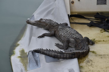 Cocodrilo  en marina Puerto Vallarta 