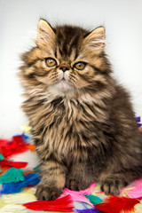 Beautiful Persian kitten cat marble color coat is playing in colorful feathers isolated on white background, three weeks old