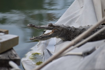 Cocodrilo en marina Puerto Vallarta 