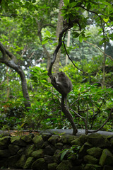 Monkey on a tree, Ubud