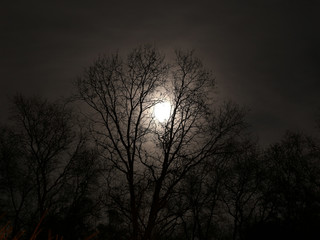Silluette oak trees with full moon peaking through