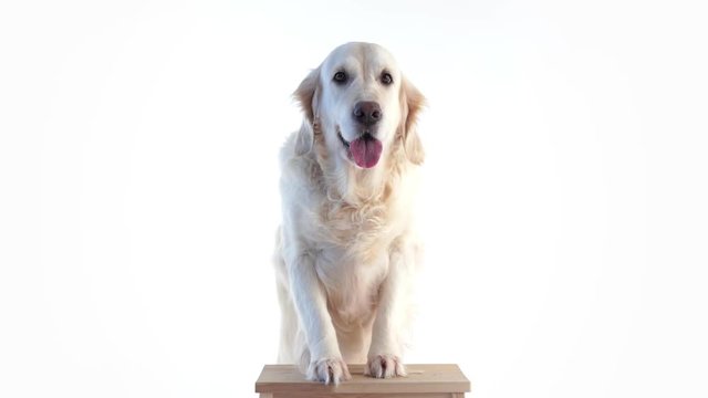 portrait of a beautiful dog on a white background in the studio isolated