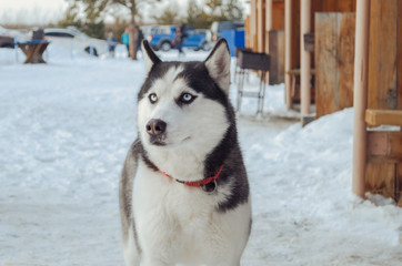 Naklejka premium Husky dog in the snow