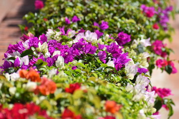 Colores mixtos flores 3
