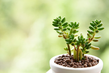 beautiful Succulent in pots on green nature background