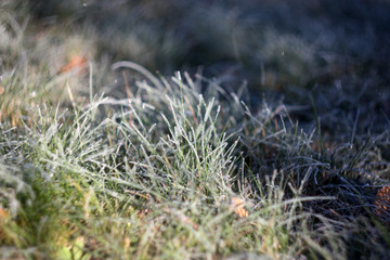 grass. frosty morning. October