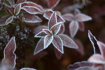 plant in the garden. frosty morning. autumn