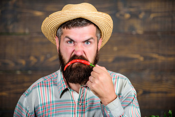 Fototapeta premium Bearded farmer hold chilli red pepper. Farmer angry hot chilli pepper wooden background. Rustic farmer straw hat likes spicy taste. Man hold pepper harvest. Emotions concept. Pepper harvest concept