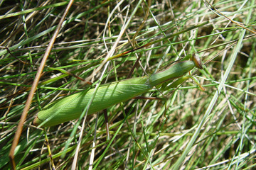 Praying mantis