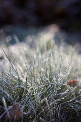 grass. frosty morning. October