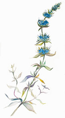 Magnificent watercolor illustration. Field flower on white background. Open Bud. Delicate petals. Botanical painting