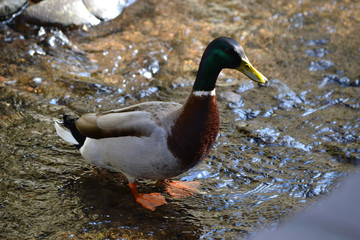 canard colvert dans l'eau de la rivière, canard sauvage dans le ruisseau