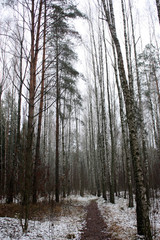 winter forest