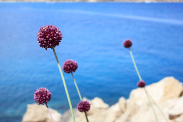 plant by the sea