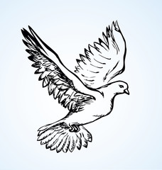 Vector illustration Flying dove