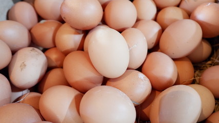 chicken eggs, freshly harvested from the chicken coop