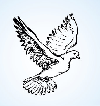 Vector Illustration Flying Dove