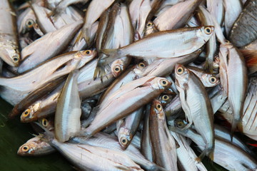 Fresh Raw Fish, Freshwater Fish, River Fish at Fresh market in Thailand