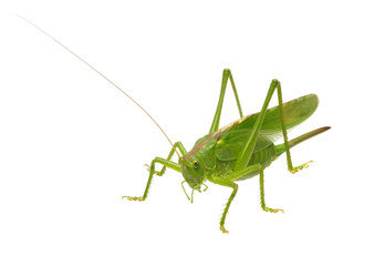 Green locust isolated on white