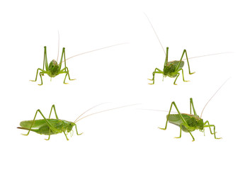Green locust isolated on white