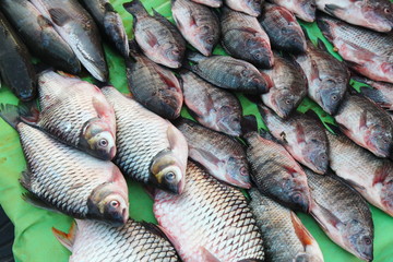 Fresh Raw Fish, Freshwater Fish, River Fish at Fresh market in Thailand
