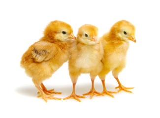 Chicks isolated on white