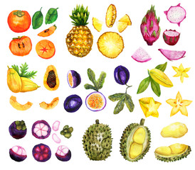 Hand drawn tropic fruit set