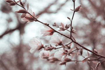 Mysterious spring background with white magnolia flowers