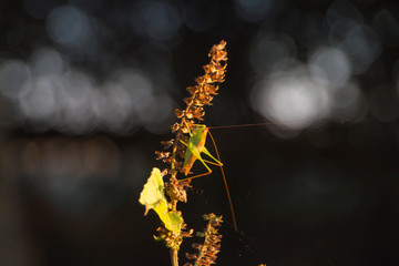 Grasshopper on a plant with dark background and bokeh