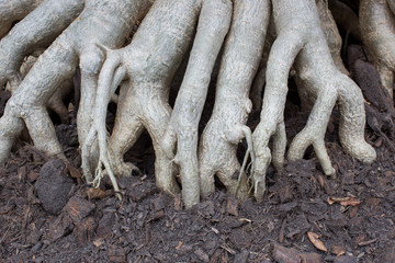 Rhizome in soil