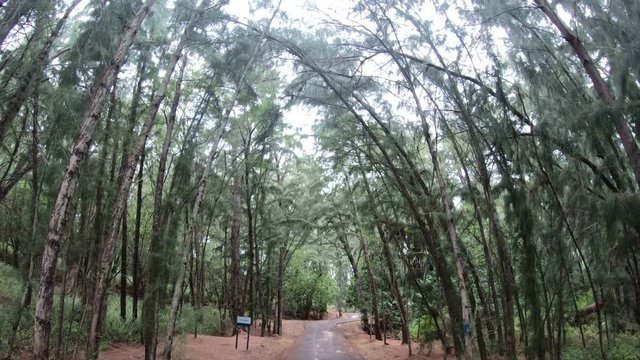 Looking Up Towards Tall Trees Along Hiking Trail