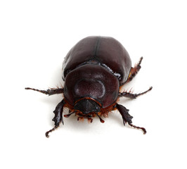 Beetle isolated on white