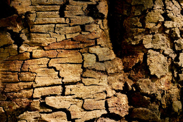 Tree bark wood texture abstract background