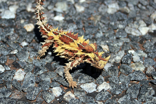 Australian Moloch Horridus Lizard